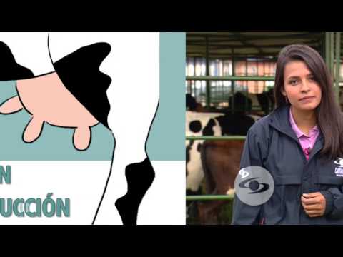 Video: ¿A qué edad le salen ubres a las vacas?