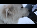 The most beautiful great pyrenees in the world my dog apollo