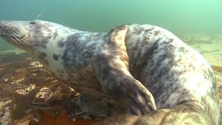 Grey Seal Scratching Behaviour