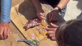 Lionfish dissection