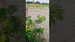 Persiapan menanam padi