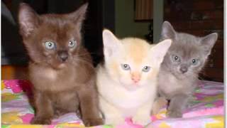 European Burmese cat