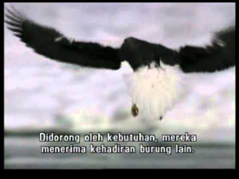 Rajawali Elang Eagle Garuda 4 Youtube Gambar