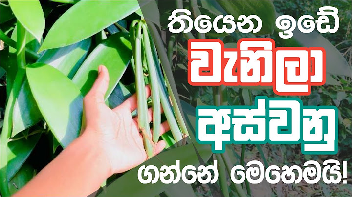 තියෙන ඉඩකඩේ වැනිලා අස්වනු ගන්නෙ මෙහෙමයි.| @wagamithuru3455 #vanilla #වැනිලා 