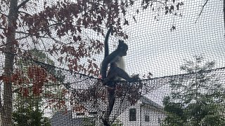 Can the golf net hold a 25lb monkey ?🤔