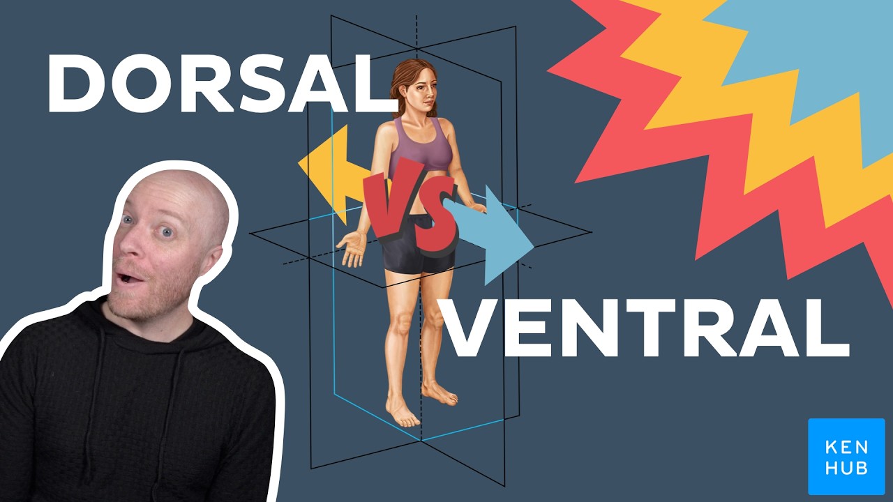 Dorsal vs Ventral: What's the difference in anatomy?