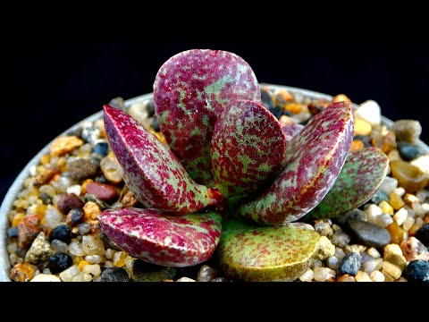 Video: Llojet Më Të Thjeshta Të Succulents