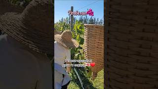 ГрузияГрузины|Праздник сбора винограда Ртвели🍇🙂#виноградник#аджария#batumigeorgia#voyaged#лезгинка