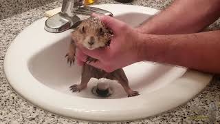 Wash your Prairie Dog with love