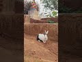 For sell in low cost price breeding pair #rabbit #shorts