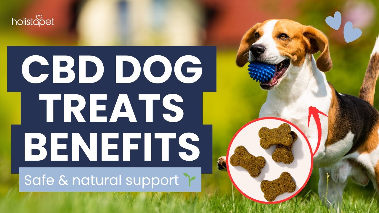 CBD Dog Treats: Benefits Every Dog Owner Should Know