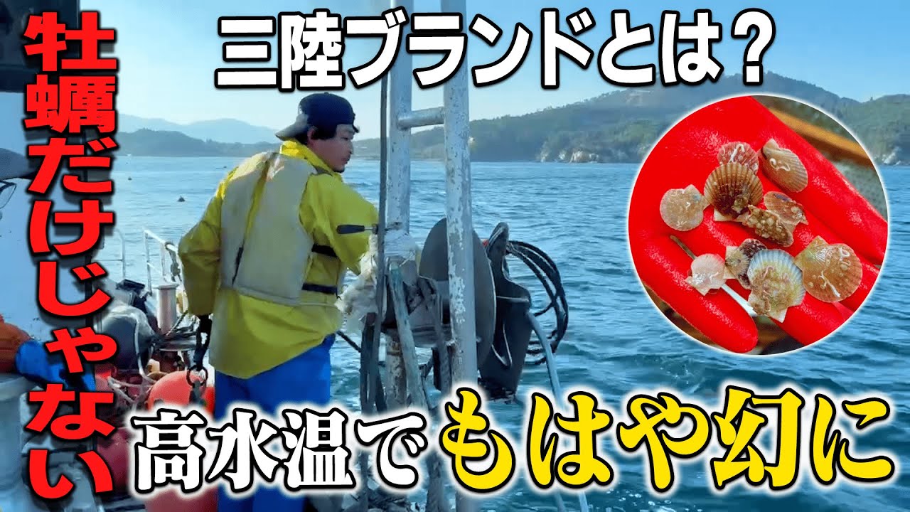 高水温に立ち向かう！守り続ける養殖方法とは？【帆立編】