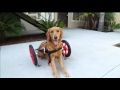 SitGo dog wheelchair demo Video HD 1080p