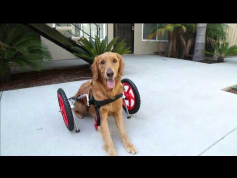 sitgo-dog-wheelchair-demo-video-hd-1080p