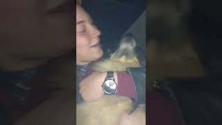 Pomeranian Kisses