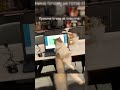 На работе #юмор #смешно #смех #shortvideo #shorts #short #video #развлечения #кот #кошки #кошка #мем
