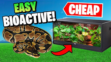 Bioactive Ball Python Setup on a Budget