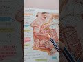Rolurile salivei. #medicalstudent  #medicina 