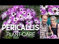 🌸 Pericallis Plant Care | Senetti Magenta Bicolor 🌸