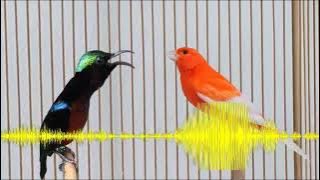 Suara burung Kolibri ninja vs kenari masteran paling di sukai kicau mania