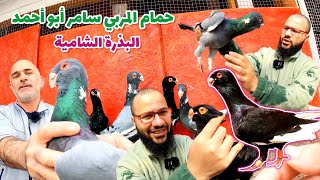 الحمام المسود والابلق الشامي مع المربي سامر أبو أحمد