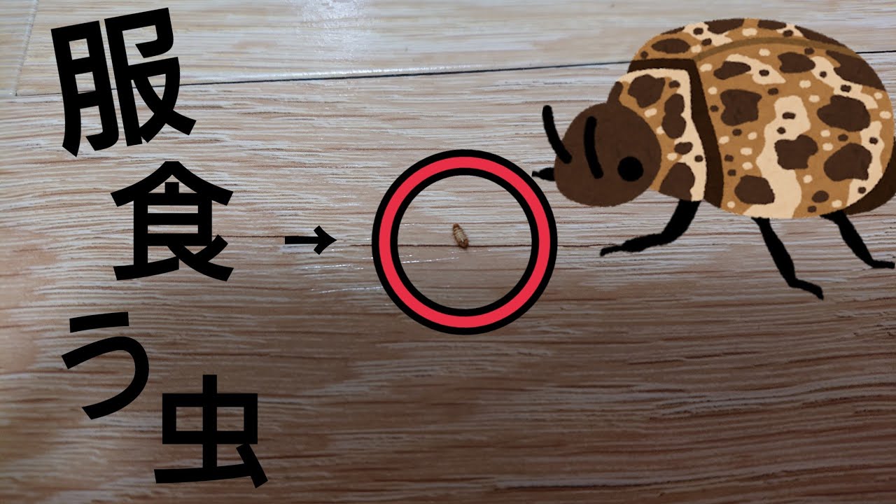 服に穴をあける害虫 【 ヒメマルカツオブシムシ 】幼虫 - YouTube