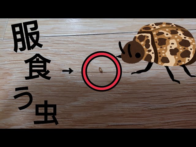 服に穴をあける害虫 【 ヒメマルカツオブシムシ 】幼虫 - YouTube