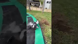 Magpie attacks Puppy | 2nd video to go viral on tik tok | funny animals | mags n Mimi #shorts