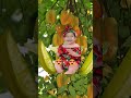 Cute Baby is in Starfruit Tree 🌲❤️😍
