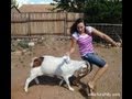 Hilarious!! Crazy Ass Goat Terrorizes People in the streets! Real Life Mountain Dew attack Goat!