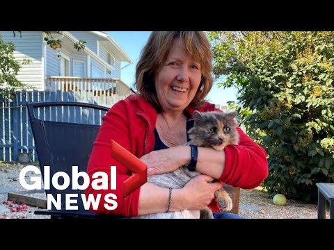 Calgary "miracle cat" missing for 2 years returns home