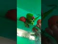 Mithukibatain Talkingparot Talkingparrot Funny Parrot Greenparrot Ytshorts Viral Kahaniya 