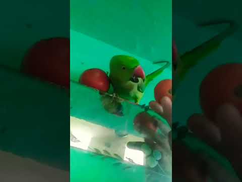 Mithukibatain Talkingparot Talkingparrot Funny Parrot Greenparrot Ytshorts Viral Kahaniya