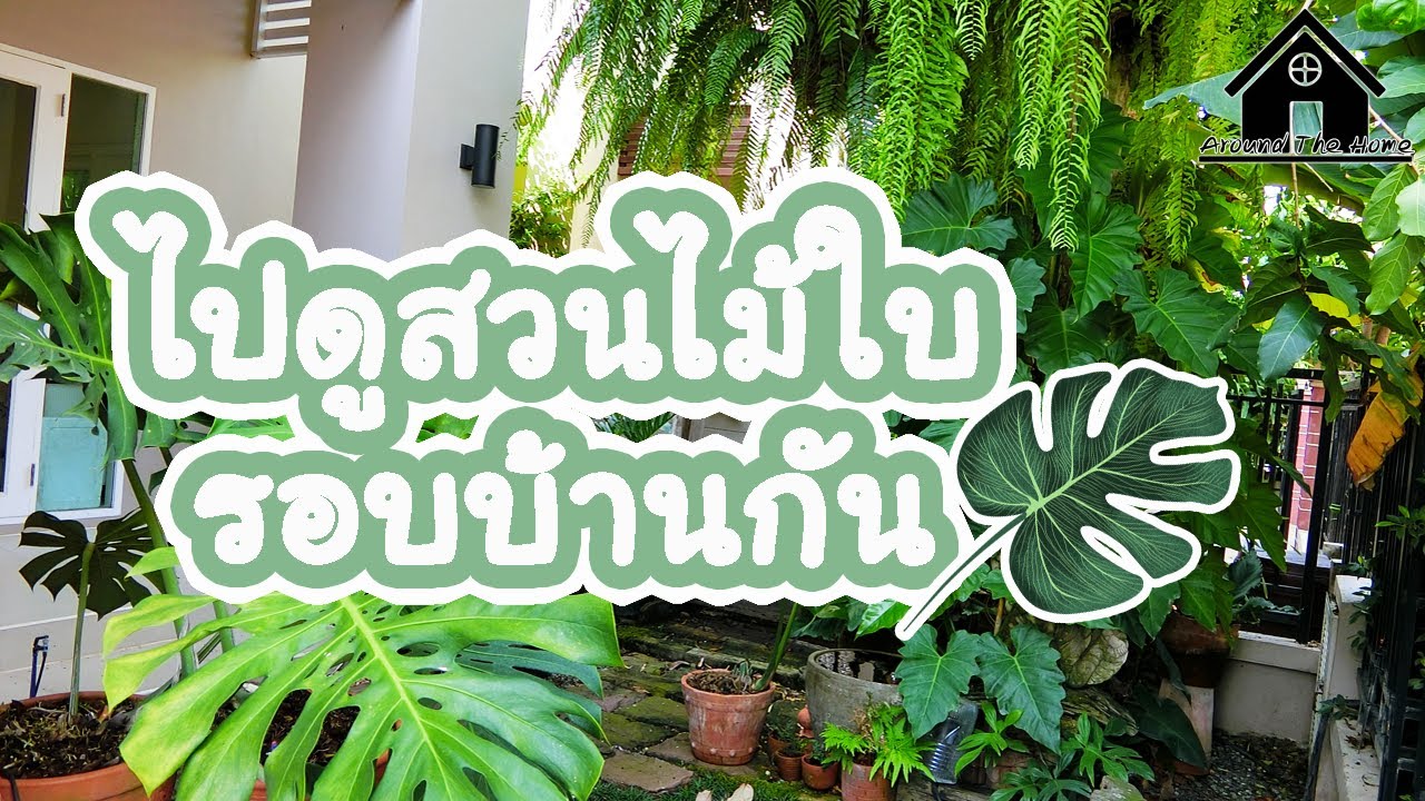 ไม้ใบในร่ม  New Update  จัดสวนรอบบ้านด้วยไม้ใบ(foliage love) : คนรักไม้ใบไม่ควรพลาดปลูกง่ายการดูแลไม่ยุ่งยาก