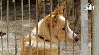 Контактные зоопарки и котокафе в России будут запрещены по закону о защите животных Контактные зоопарки и котокафе в России будут запрещены по закону о защите животных
