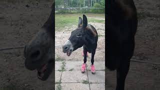 СЕРЕНАДА ДЛЯ ЛЮБИМОЙ 🥰♥️💛#ослик #приколысживотными #shorts #share #fyp #funnyanimals #donkey