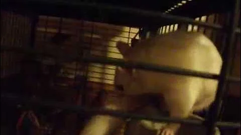 Chaos the squirrel/SHOWING OFF!!!