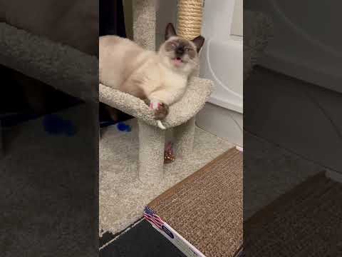 Penny, you can touch, you can play… Just do not eat me😻Cats Funny videos #cats #cat #catlover