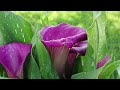 Purple Calla Lilies Free Flowers Background Videos, No Copyright | All Background Videos