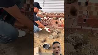 Nuôi Nhím Thương Phẩm Siêu Lợi Nhuận #farmlife