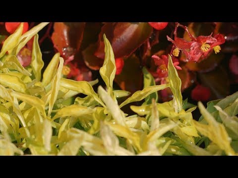 Vidéo: Alternanthera Plant Care - Cultiver des plantes à feuillage Chartreuse Alternanthera