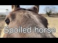 自由にしたのに甘える馬【乗馬・馬術】Spoiled horse【HorseCommunicationJapan】