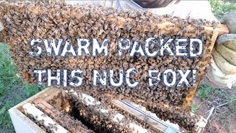 Swarm Catch 2022 Packed this Nuc Box! Nuc Honey Bee Hive inspection / Backyard Beekeeping