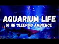 Sea aquarium sleeping ambience, lots of fish, underwater bubbles, stress relief, calming Low rumble