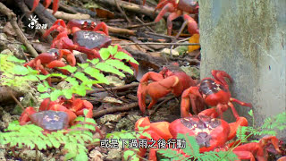 【陸蟹保育】遷徙紅蟹的黎明在澳洲聖誕島見證母蟹集體釋幼(我們的島 695集 20130225)