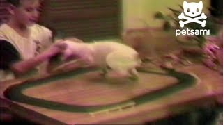 Cat is so dizzy he falls off the table