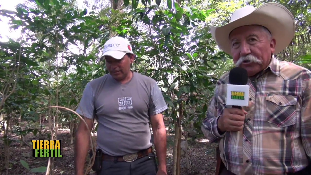 TIERRA FÉRTIL TV-PRODUCCIÓN DE NUEZ EN AMACUECA,JALISCO (22.09.18)