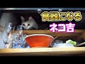 玄関で傘になり、キッチンで食器になる三毛猫