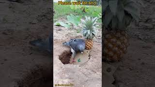 # pigeon trap # short video # funny moment 🤣🤣