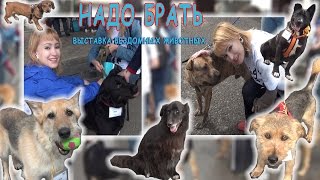 VLOG Ваша Юля - ВЫСТАВКА БЕЗДОМНЫХ ЖИВОТНЫХ VLOG Ваша Юля - ВЫСТАВКА БЕЗДОМНЫХ ЖИВОТНЫХ